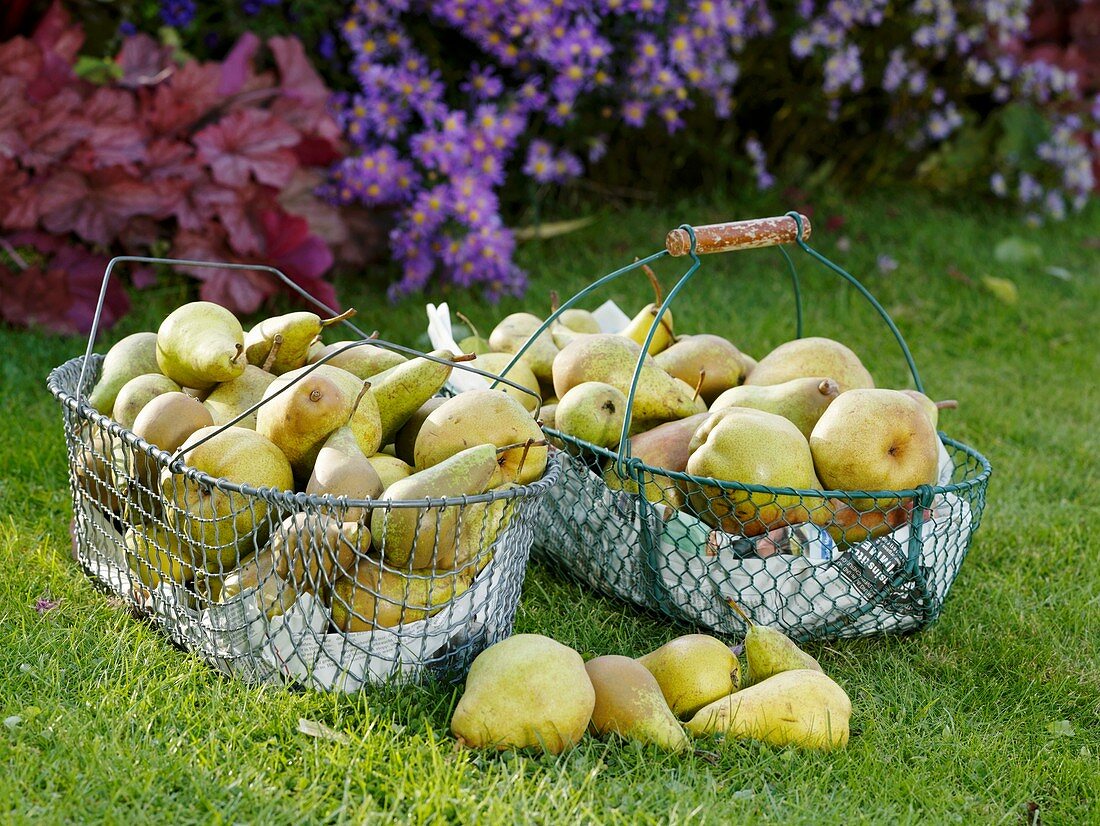 Freshly picked pears in wire baskets on grass