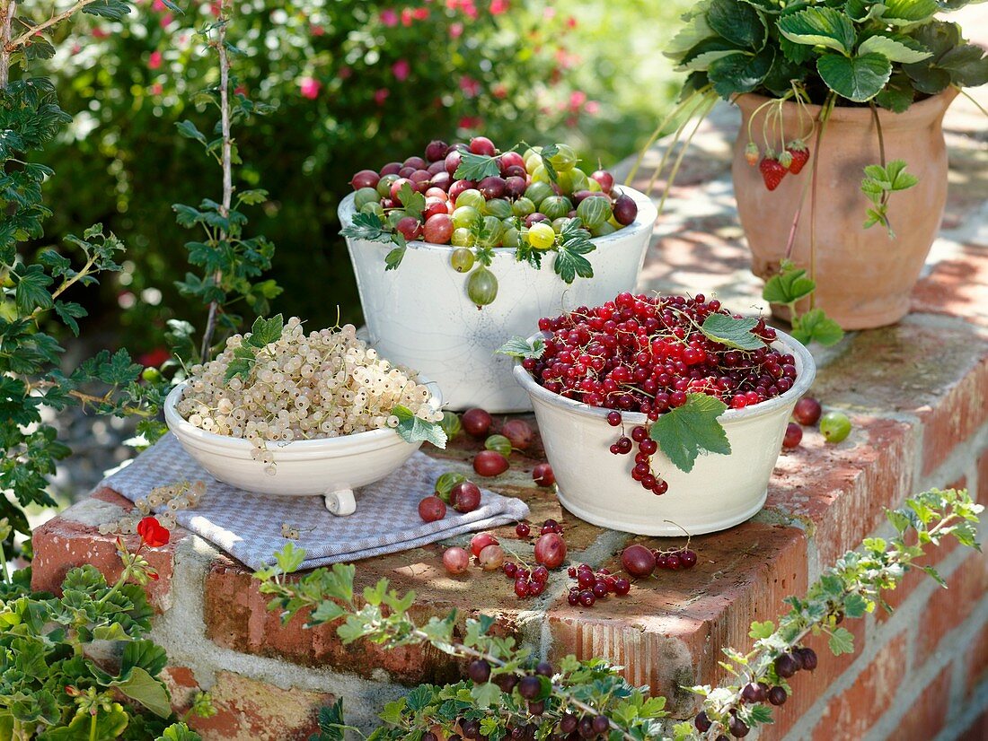 Bowls of red- and white currants and gooseberries, strawberry plant