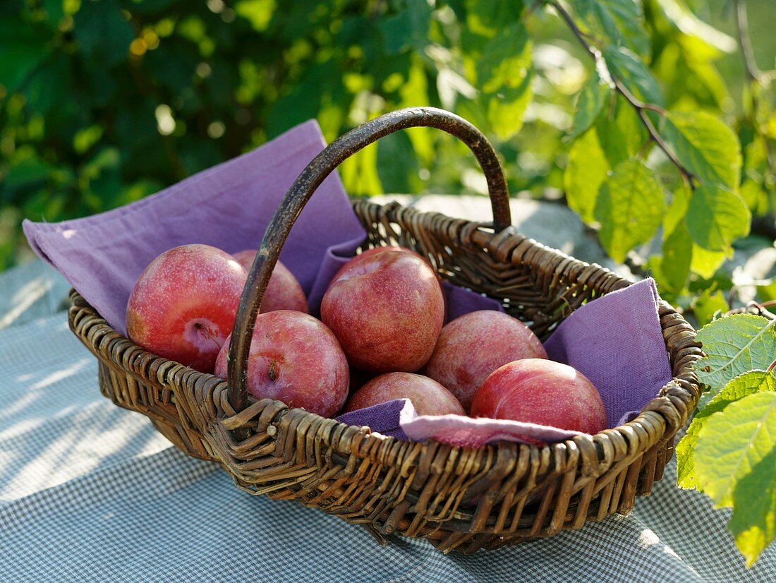 Pluot (cross between plum and apricot) in wicker basket