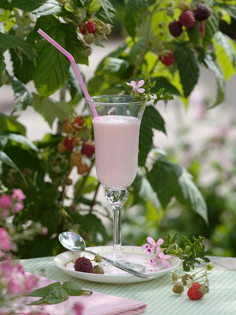 Milchshake mit Himbeeren vor Himbeerpflanzen