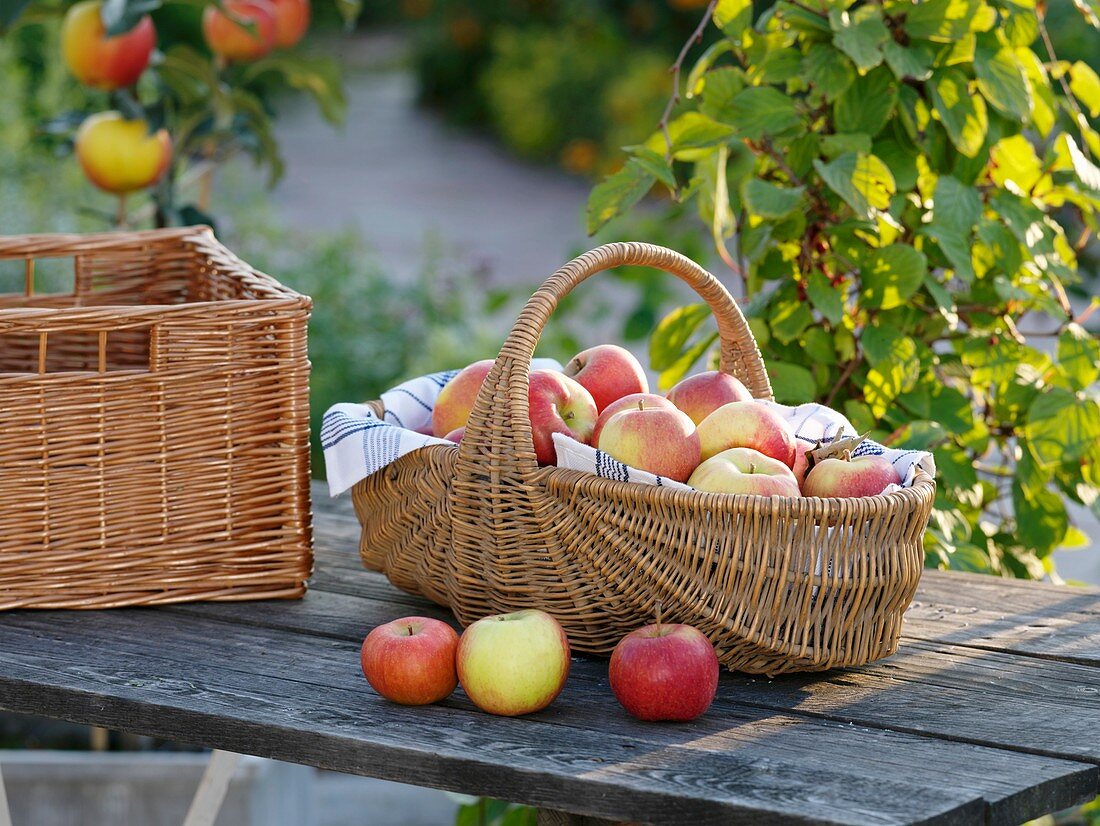 Frisch gepflückte Äpfel im Weidenkorb auf Gartentisch