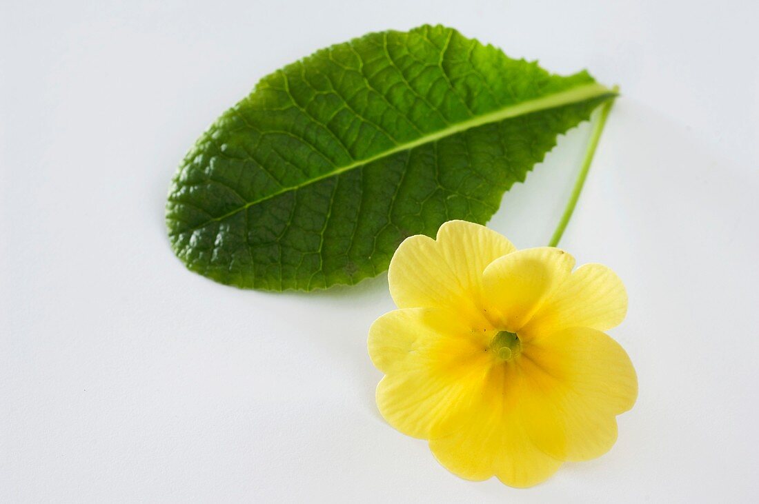 Primrose (Primula vulgaris syn. acaulis)