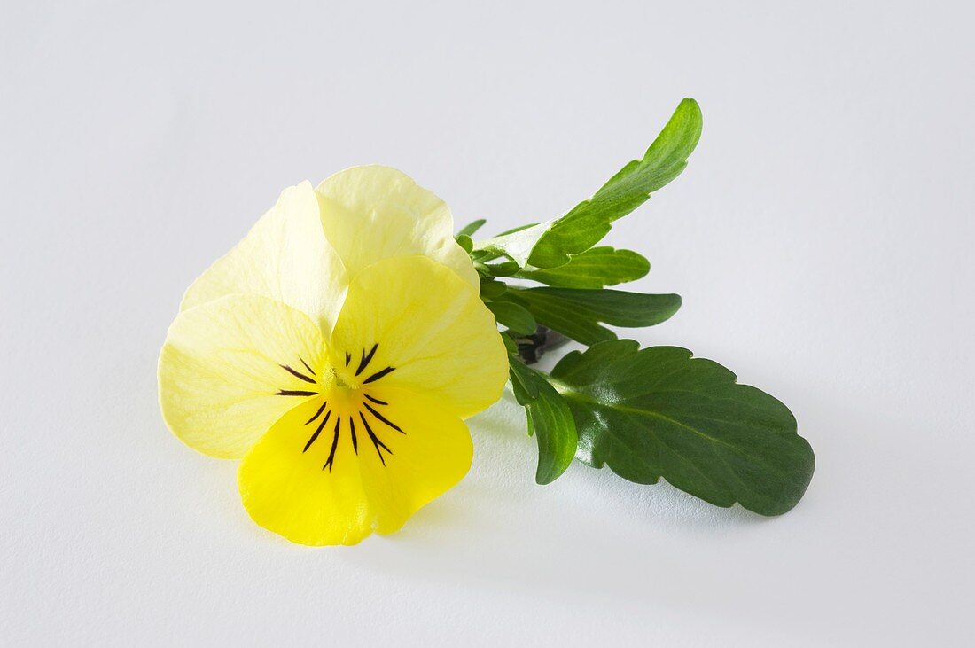 Horned violet (Viola cornuta 'Twix Yellow')