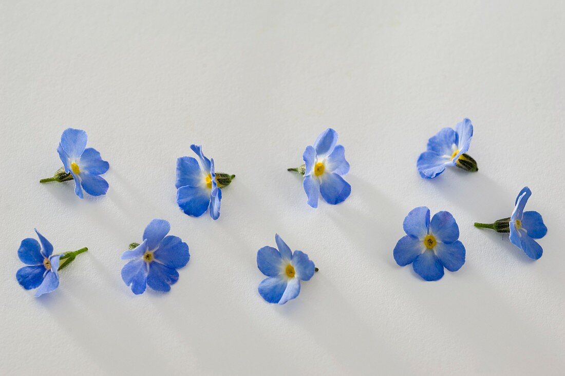 Forget-me-not (Myosotis 'Myomark'), individual flowers