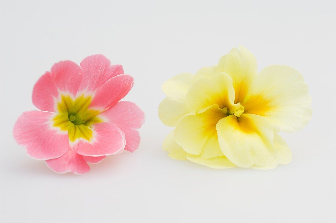 Primrose flowers (Primula vulgaris syn. acaulis)