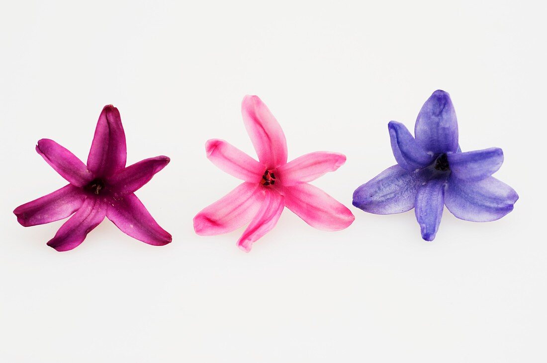 Hyacinth (Hyacinthus orientalis), individual flowers