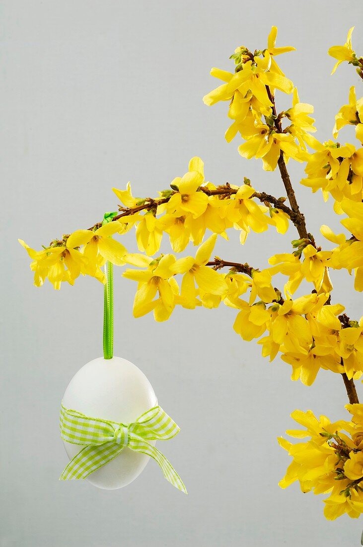 Forsythia (Forsythia intermedia) with Easter egg