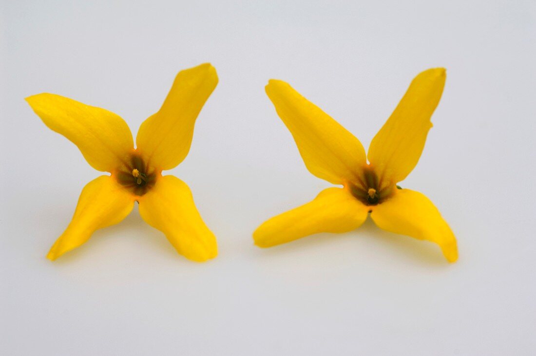 Forsythia (Forsythia intermedia), individual flowers