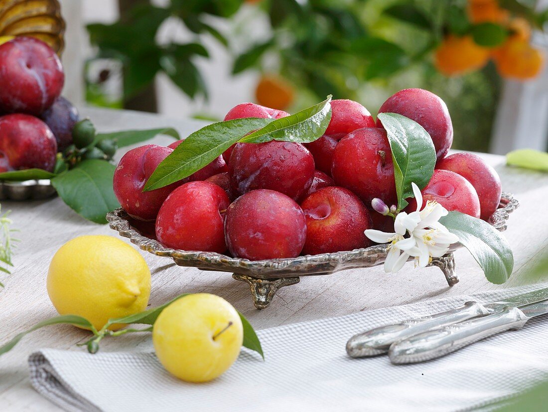 Dish of red plums, lemon and yellow plum in foreground