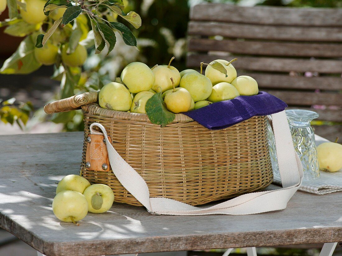 White Transparent apples in picnic basket on garden table