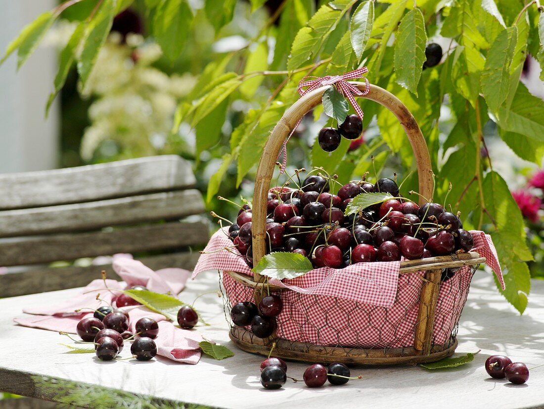 Sweet cherries in basket on garden table