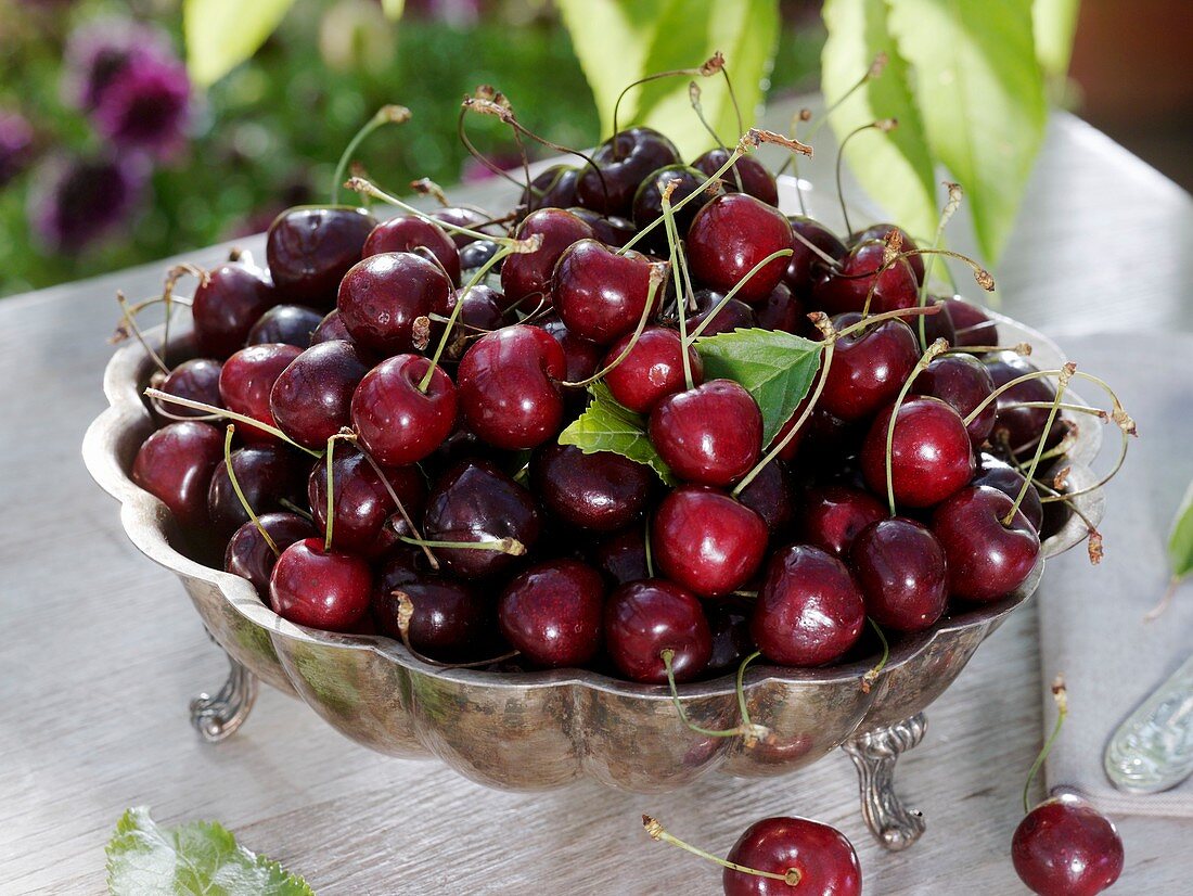Sweet cherries in silver bowl on garden table