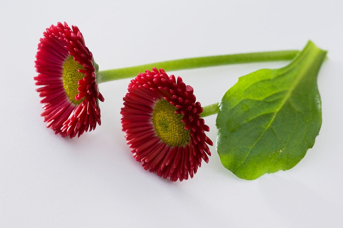 Red Bellis (variety 'Rusher Red')