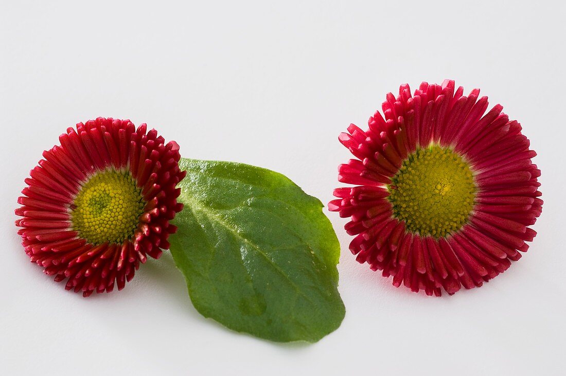 Red Bellis (variety 'Rusher Red')