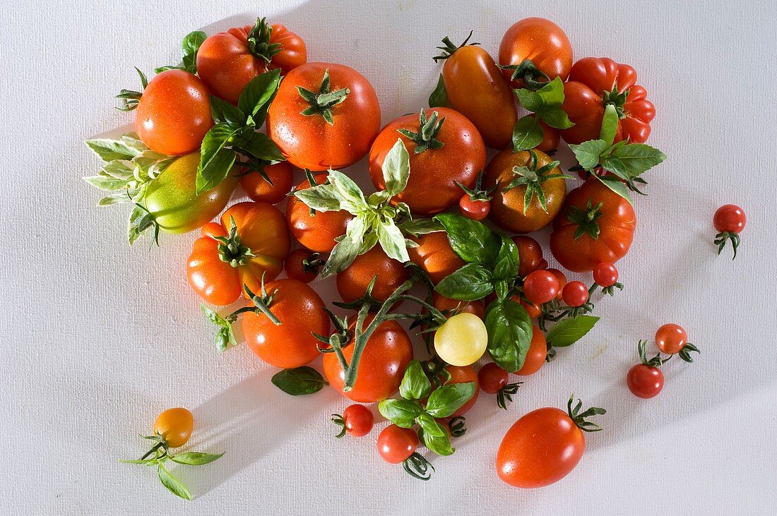 Various types of tomatoes and basil forming a heart