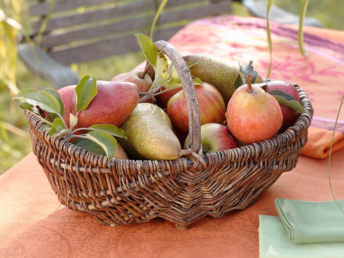 Apples and pears in wicker basket on garden table