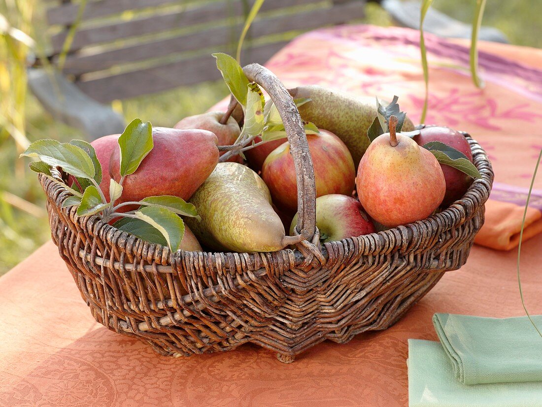 Birnen und Äpfel im Weidenkorb auf Gartentisch