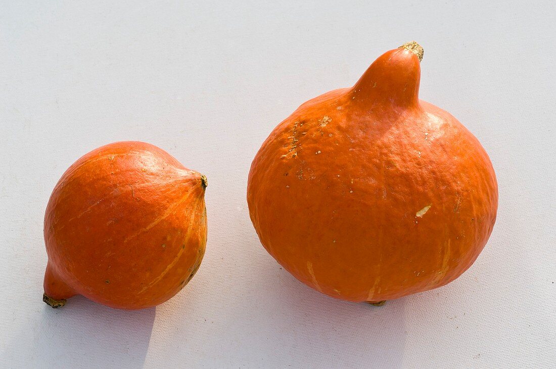 Two Hokkaido squashes