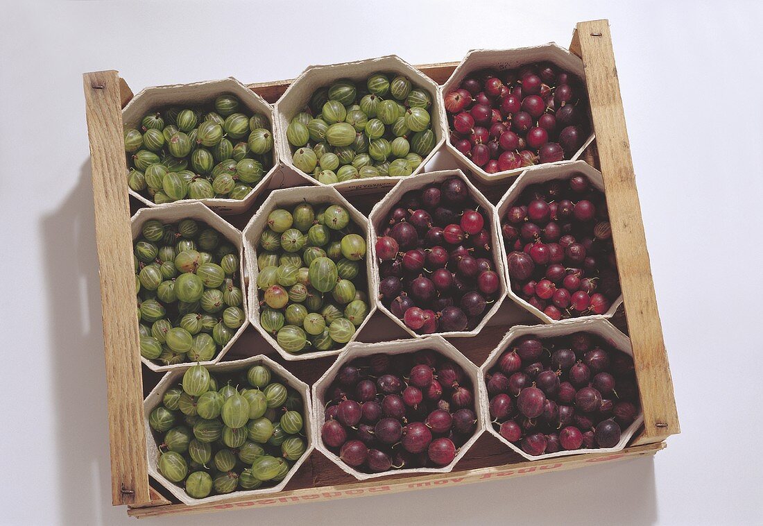 Tray with Gooseberries