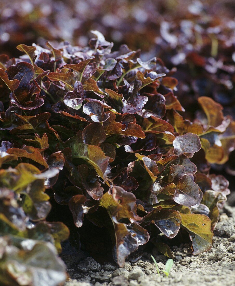 Eichblattsalat