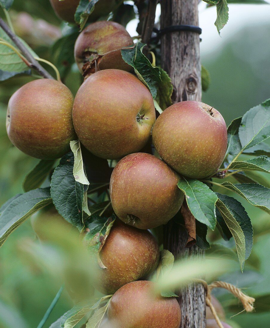 Äpfel der Sorte Cox Orange am Baum