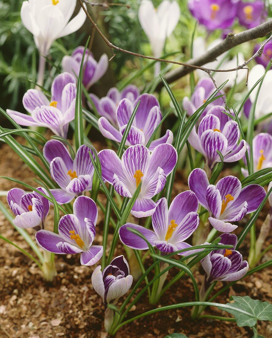 Krokusse in Violett und Weiß