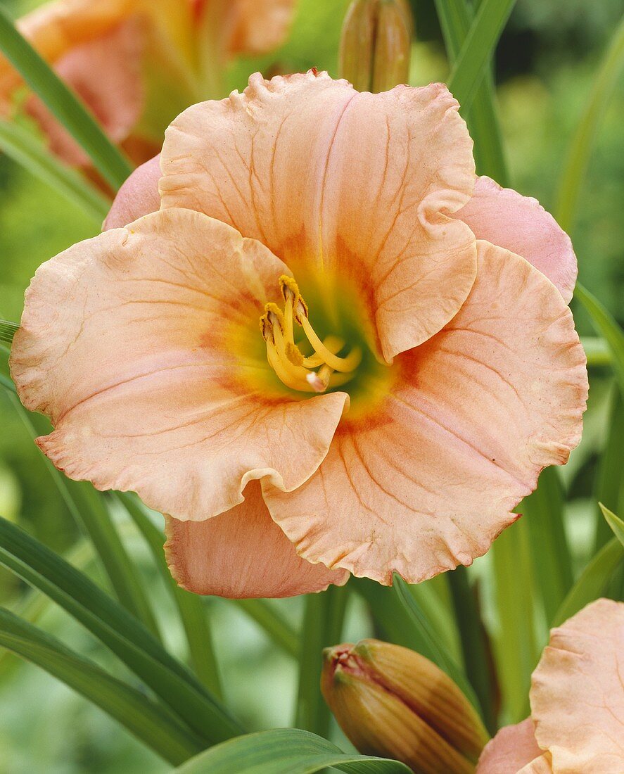 Daylily, variety 'Elegant Candy'