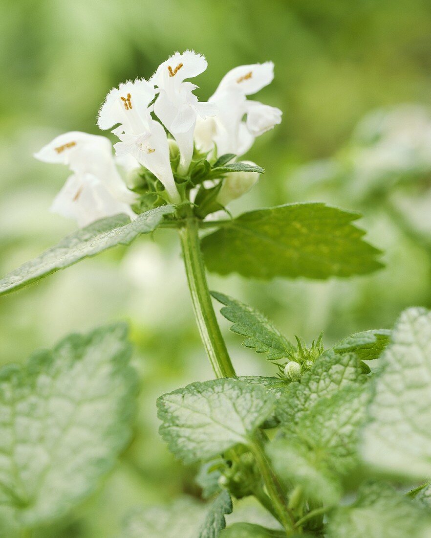 Gefleckte Taubnessel (Lamium maculatum White Nancy)