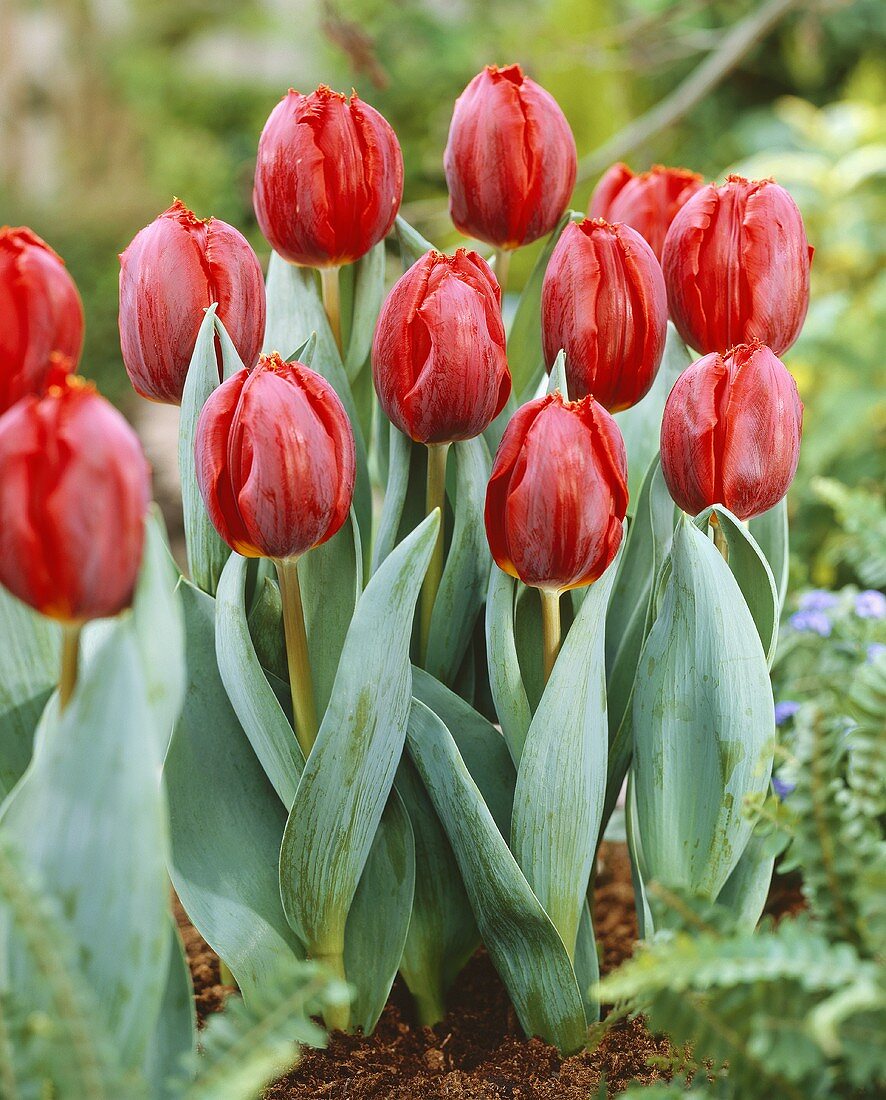Red tulips, variety 'Arma'