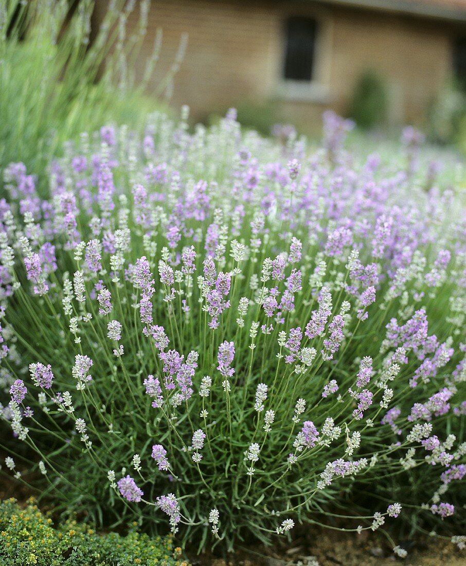 Blühender Lavendel