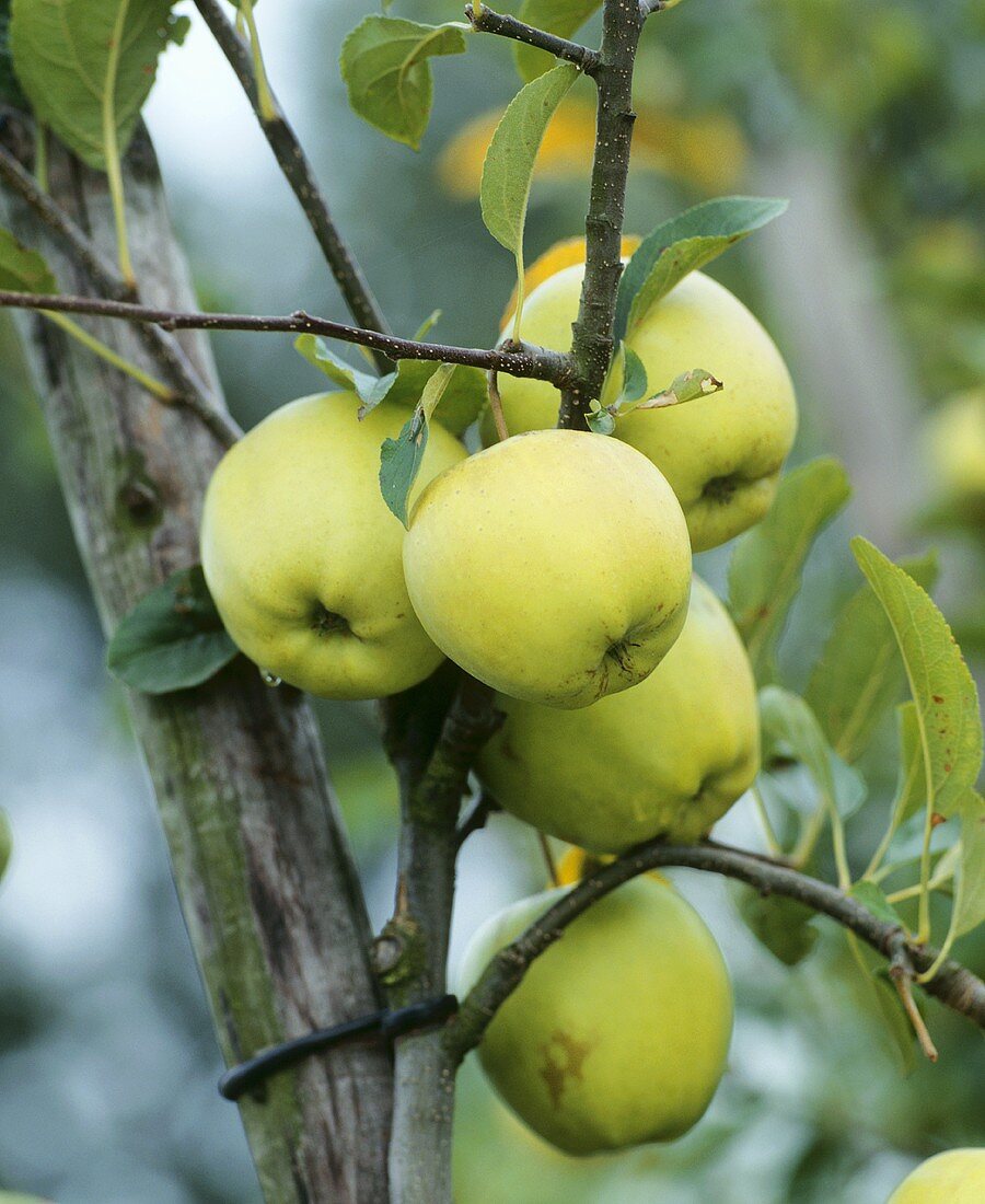 Äpfel der Sorte Golden Delicious am Baum