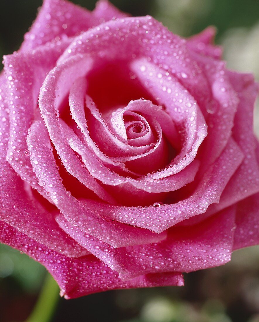 Rose with dewdrops