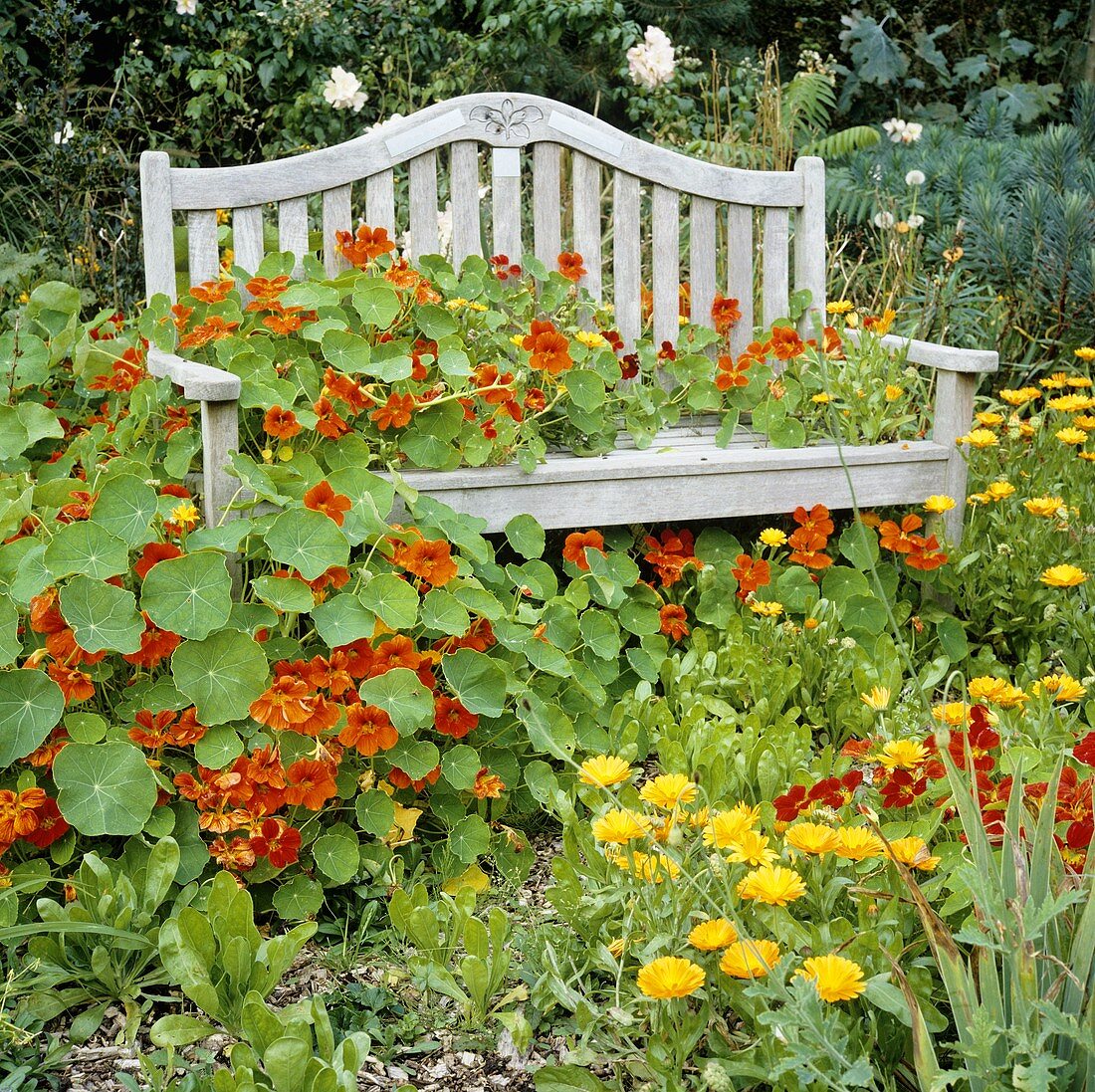 Garden seat overgrown with nasturtiums