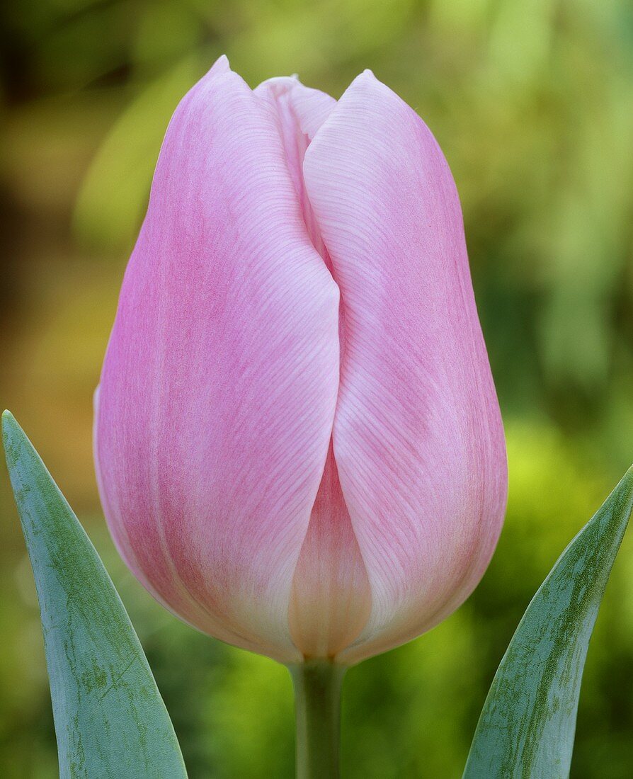 Tulpe 'Gabriella'