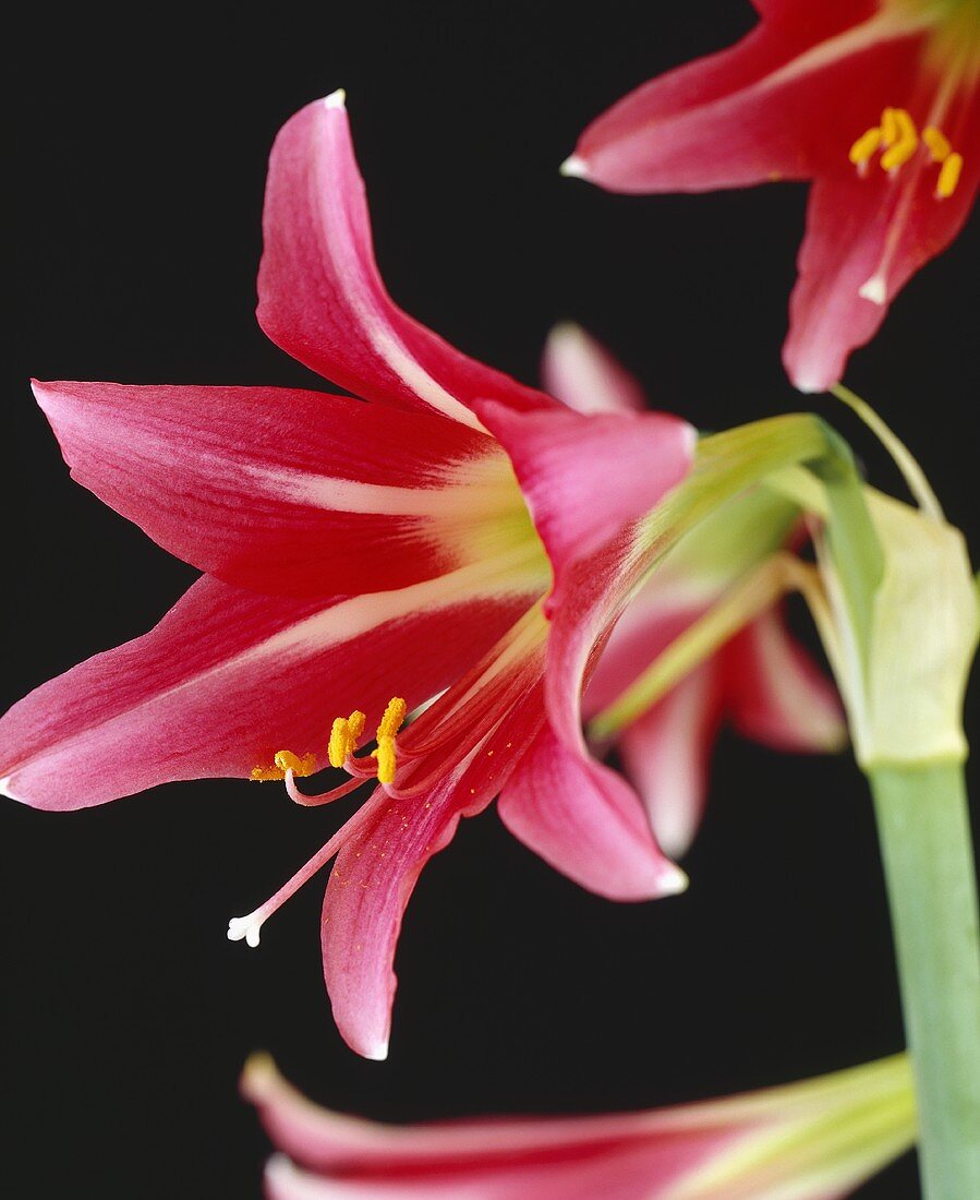 Amaryllis 'Pink Floyd'