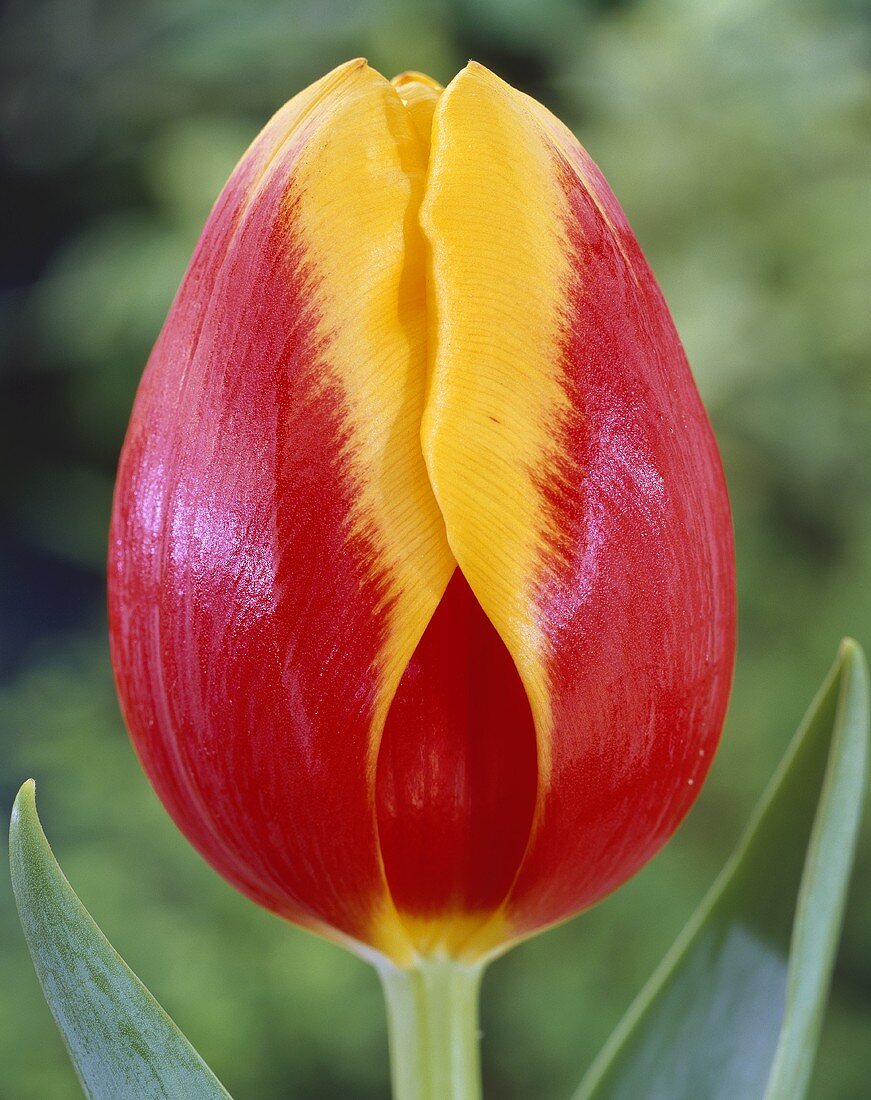 Tulip 'Rambo'