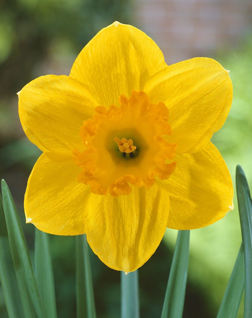 Narcissus 'Mary Bohannon'