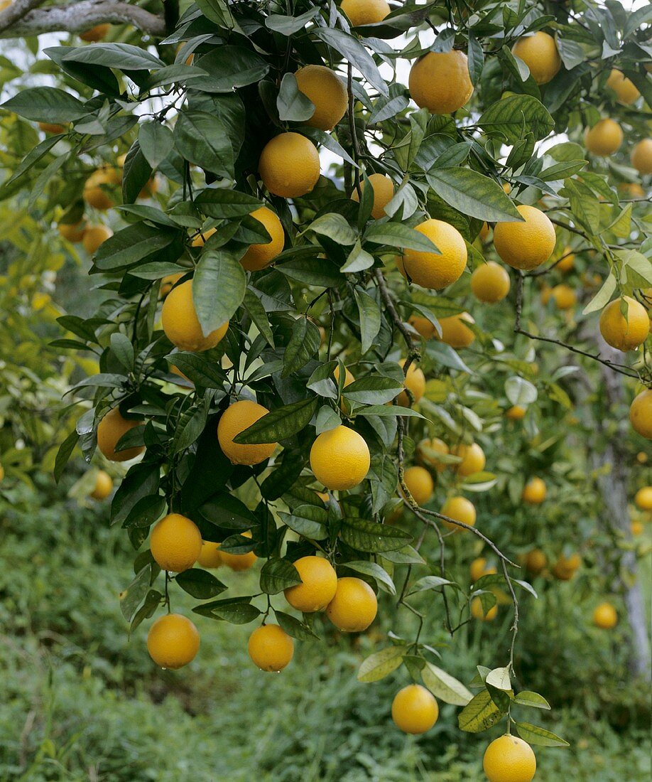 Mandarin oranges on the tree