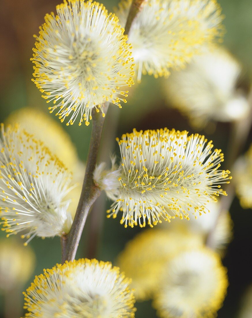 Pussy willow catkins of dwarf weeping willow (Salix caprea 'Kilmarnock')