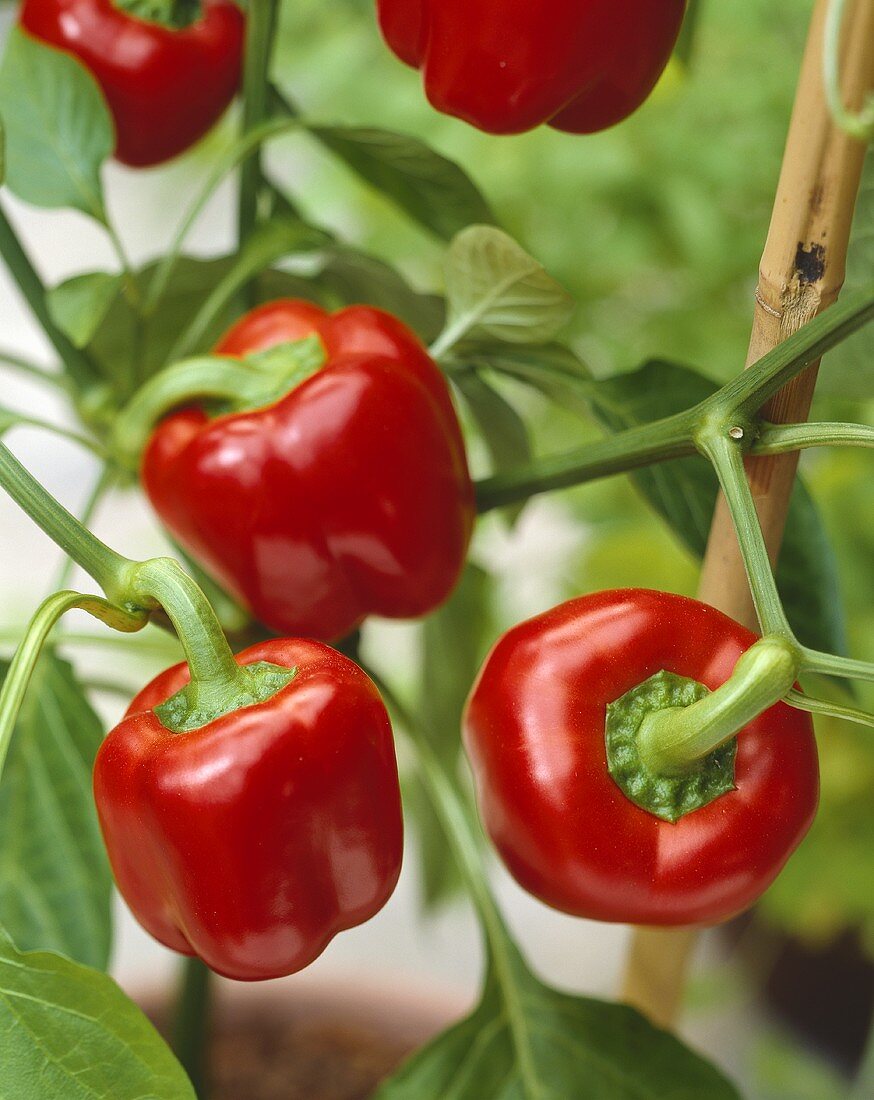 Red bell pepper, capsicum annuum