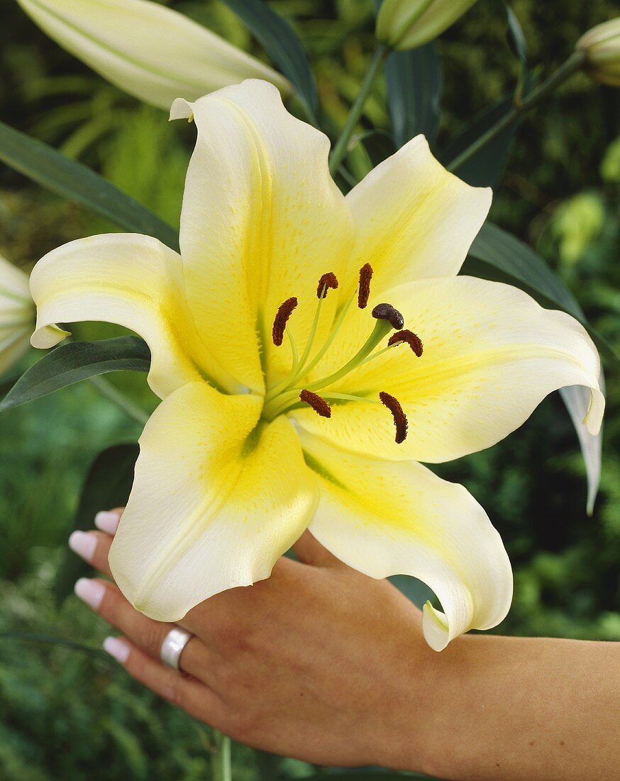 'Comoro' lily