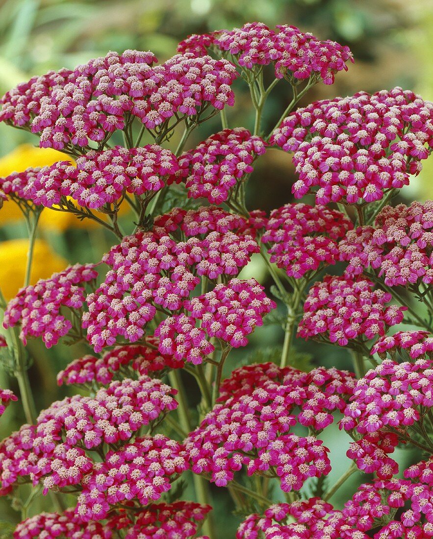 Rote Schafgarbe (Achillea Summerwine)