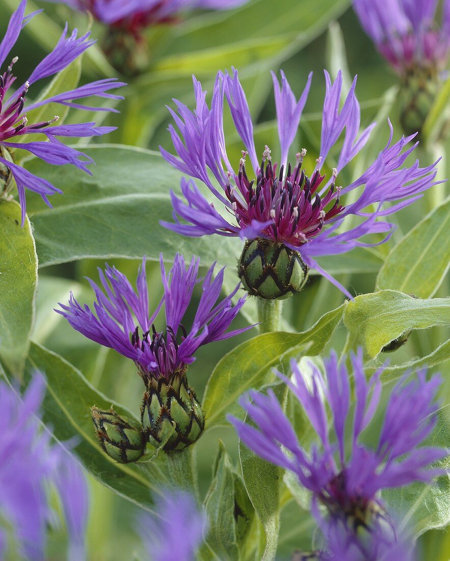 Perennial cornflower (Centaurea)