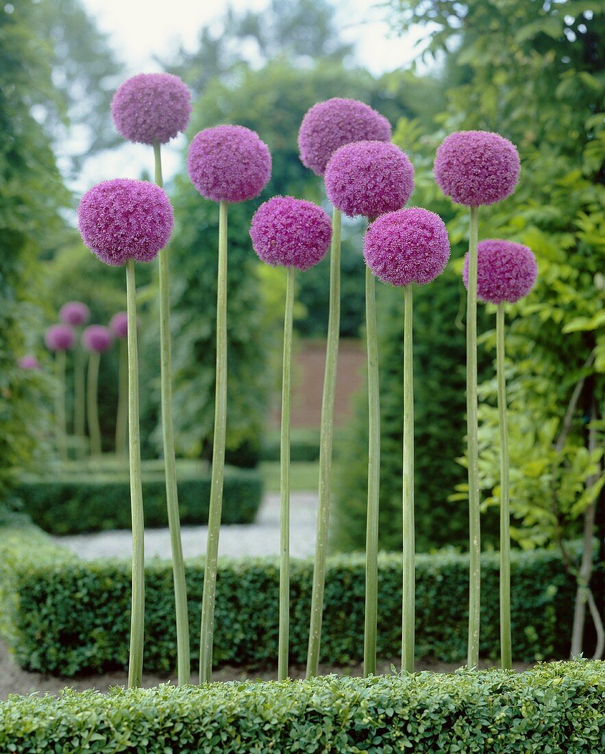 Riesenlauch (Allium giganteum)