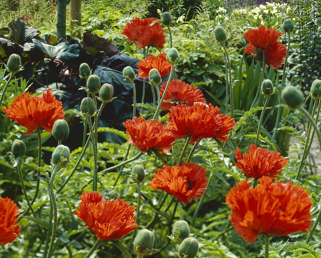 Orential poppy (Papaver 'Turkenlouis')