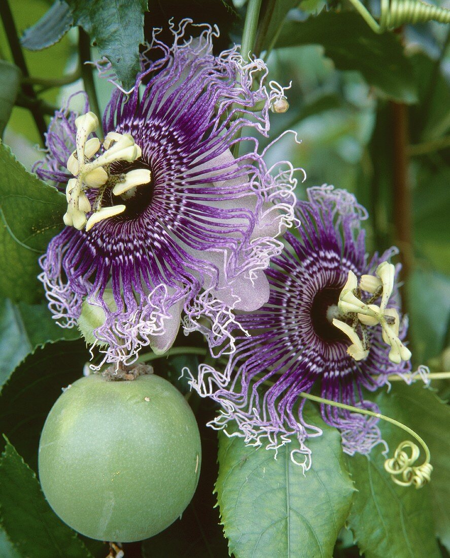 Passion flower, variety 'Byron Beauty' with flowers and fruit