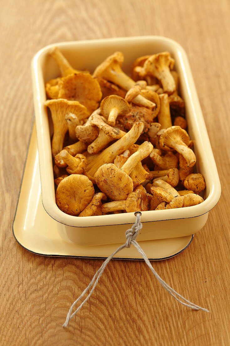 Fresh chanterelle mushrooms in a dish