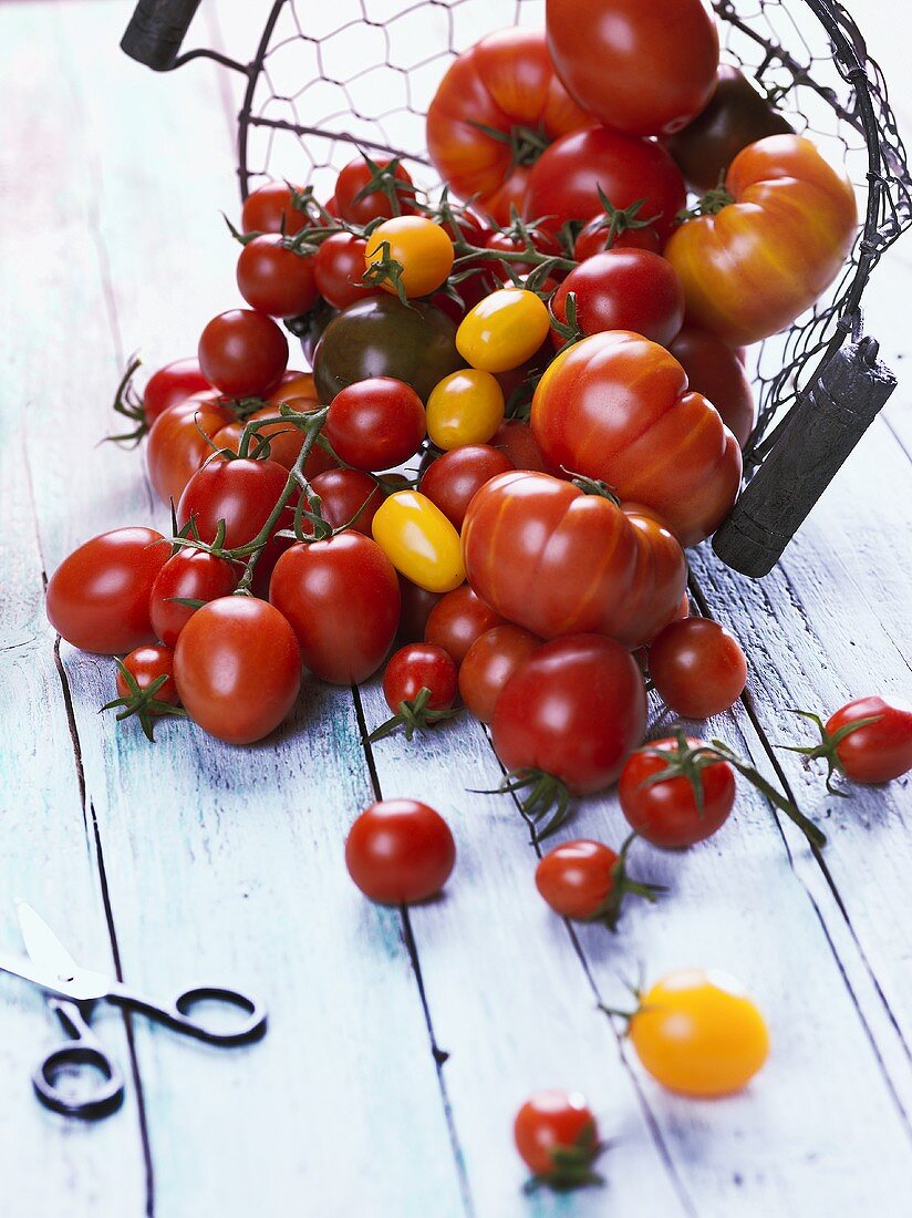 Various types of tomatoes