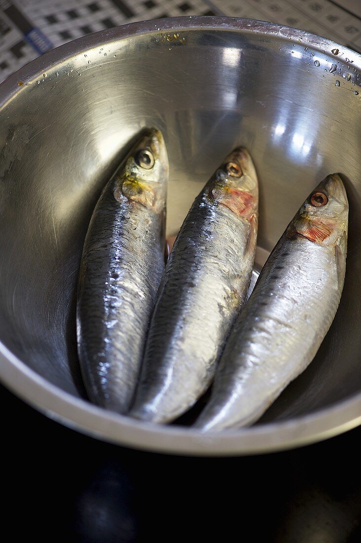 Sardines in stainless steel bowl