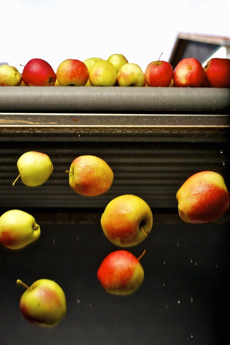 Apples falling from conveyor belt into container